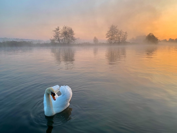 Temple Mill Island - swan in the morning mist